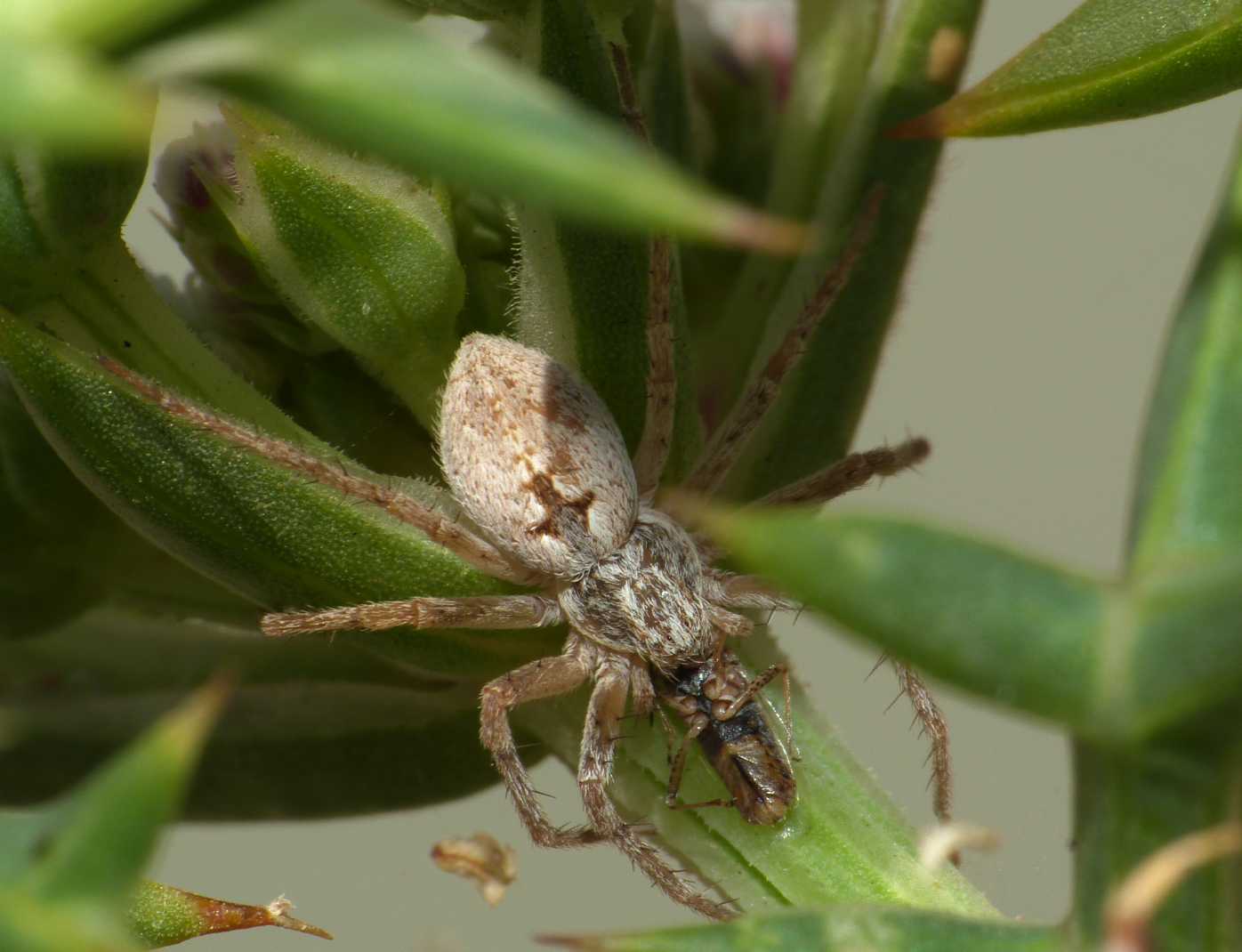 Philodromus? No. Thanatus